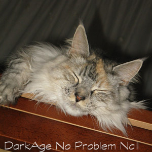NoProblem Nali, parents: Jimani & Sheridan